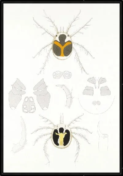 Картина Пауки Арахнида Акаридея (1879-1915) №8