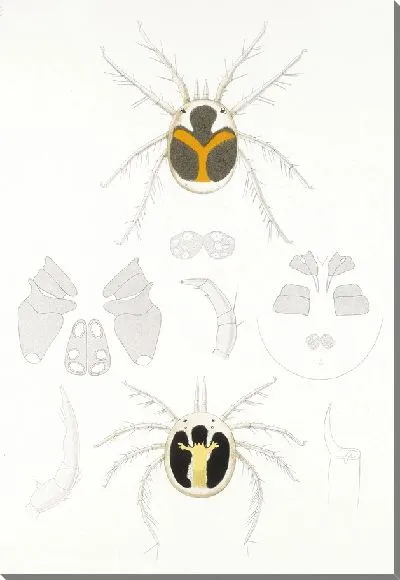 Картина Пауки Арахнида Акаридея (1879-1915) №8