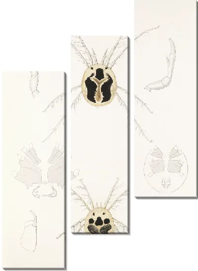 Картина Пауки Арахнида Акаридея (1879-1915) №9