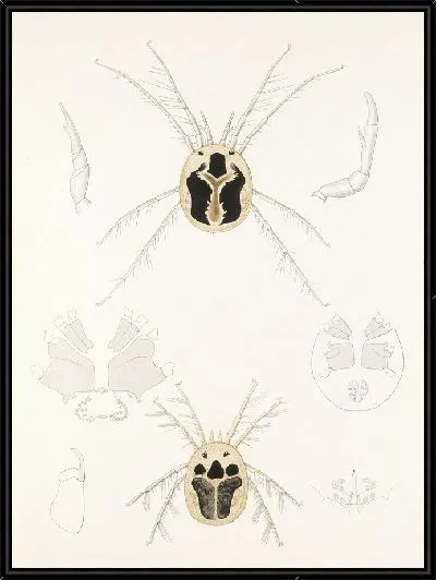 Картина Пауки Арахнида Акаридея (1879-1915) №9