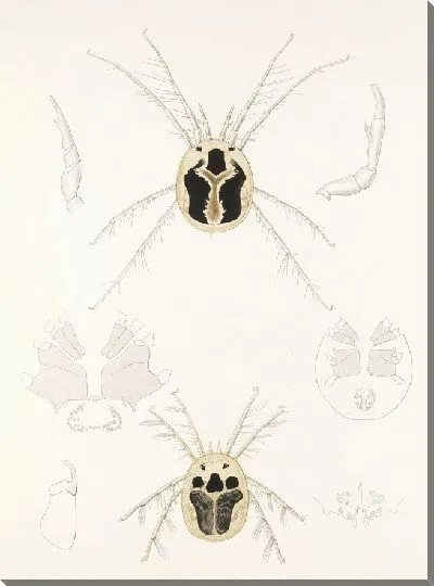 Картина Пауки Арахнида Акаридея (1879-1915) №9