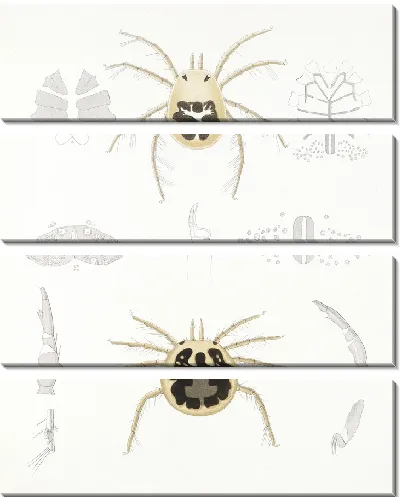 Картина Пауки Арахнида Акаридея (1879-1915) №10