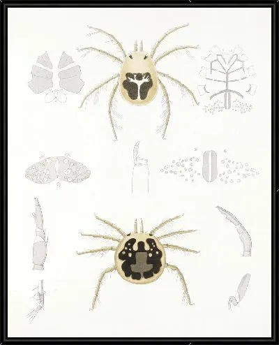 Картина Пауки Арахнида Акаридея (1879-1915) №10