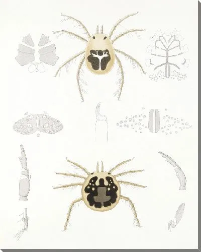 Картина Пауки Арахнида Акаридея (1879-1915) №10