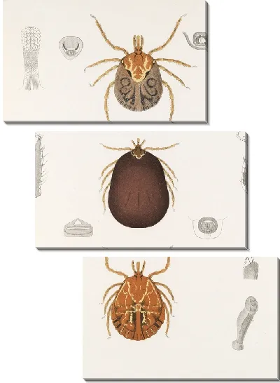 Картина Пауки Арахнида Акаридея (1879-1915) №11