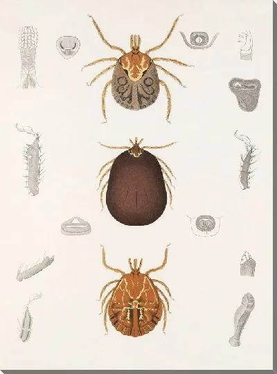 Картина Пауки Арахнида Акаридея (1879-1915) №11