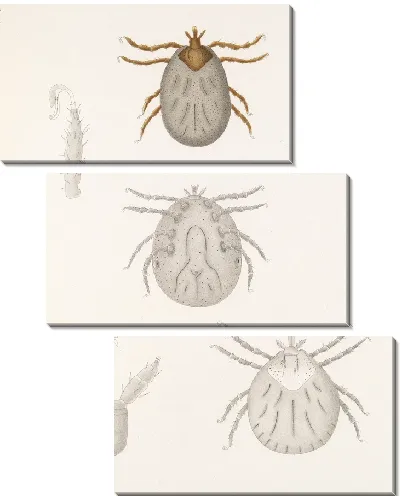 Картина Пауки Арахнида Акаридея (1879-1915) №12