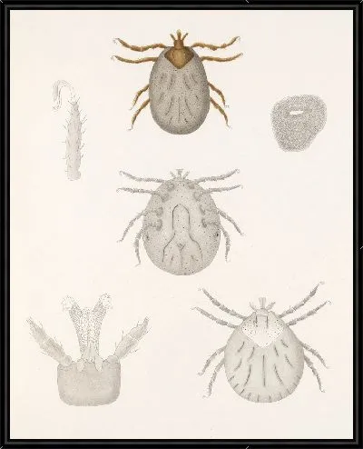 Картина Пауки Арахнида Акаридея (1879-1915) №12