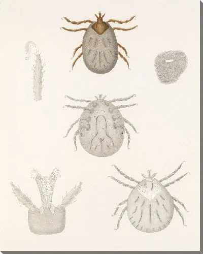Картина Пауки Арахнида Акаридея (1879-1915) №12
