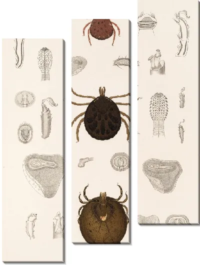 Картина Пауки Арахнида Акаридея (1879-1915) №13