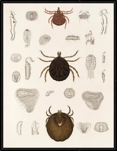 Картина Пауки Арахнида Акаридея (1879-1915) №13