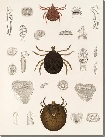 Картина Пауки Арахнида Акаридея (1879-1915) №13