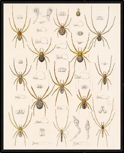 Картина Пауки Арахнида Акаридея (1879-1915) №14