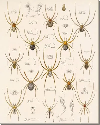 Картина Пауки Арахнида Акаридея (1879-1915) №14