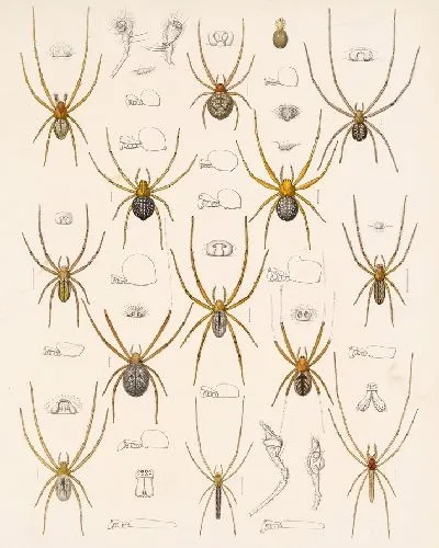 Картина Пауки Арахнида Акаридея (1879-1915) №14