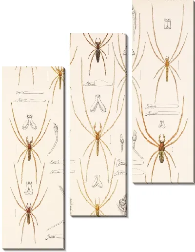 Картина Пауки Арахнида Акаридея (1879-1915) №15