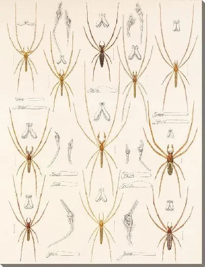 Картина Пауки Арахнида Акаридея (1879-1915) №15