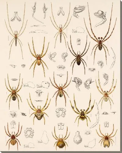 Картина Пауки Арахнида Акаридея (1879-1915) №16