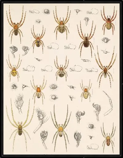 Картина Пауки Арахнида Акаридея (1879-1915) №18