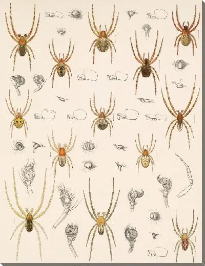 Картина Пауки Арахнида Акаридея (1879-1915) №18