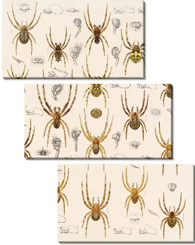 Картина Пауки Арахнида Акаридея (1879-1915) №19