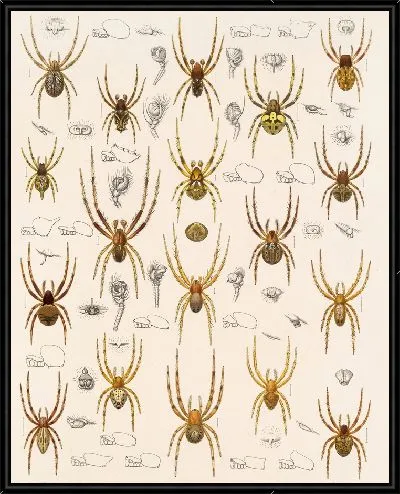 Картина Пауки Арахнида Акаридея (1879-1915) №19