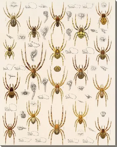 Картина Пауки Арахнида Акаридея (1879-1915) №19