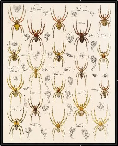 Картина Пауки Арахнида Акаридея (1879-1915) №20