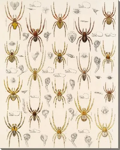 Картина Пауки Арахнида Акаридея (1879-1915) №20