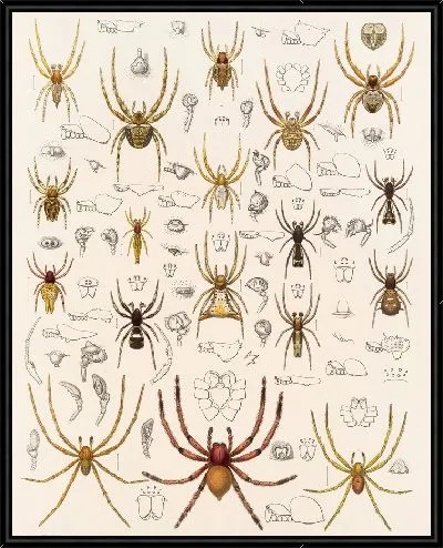 Картина Пауки Арахнида Акаридея (1879-1915) №21