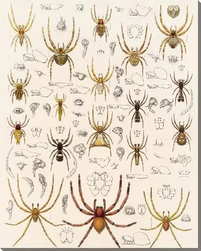 Картина Пауки Арахнида Акаридея (1879-1915) №21