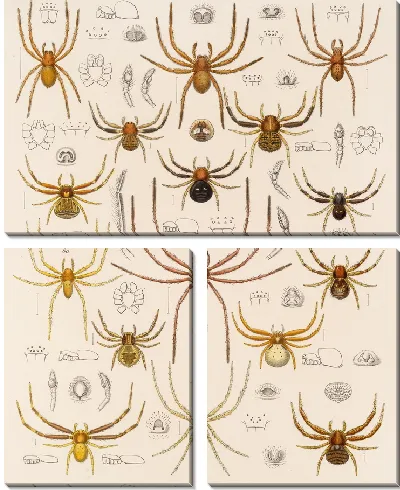 Картина Пауки Арахнида Акаридея (1879-1915) №22