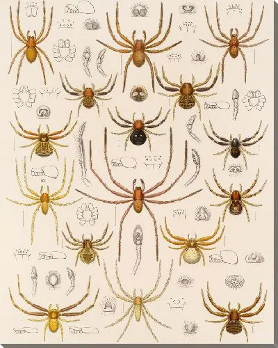 Картина Пауки Арахнида Акаридея (1879-1915) №22