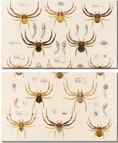 Картина Пауки Арахнида Акаридея (1879-1915) №23