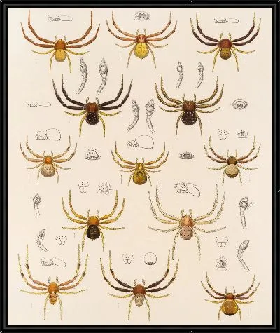 Картина Пауки Арахнида Акаридея (1879-1915) №23