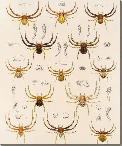 Картина Пауки Арахнида Акаридея (1879-1915) №23