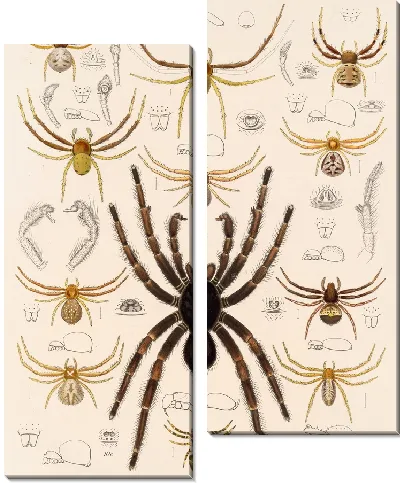 Картина Пауки Арахнида Акаридея (1879-1915) №24
