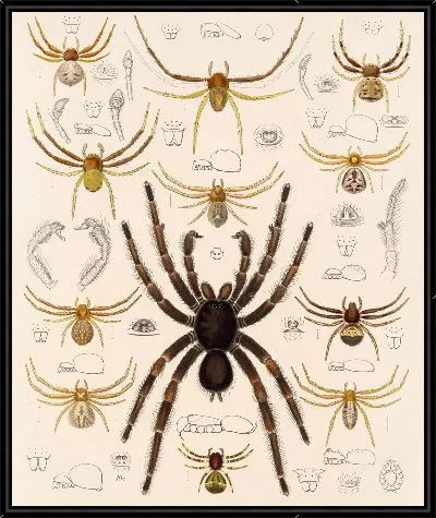 Картина Пауки Арахнида Акаридея (1879-1915) №24