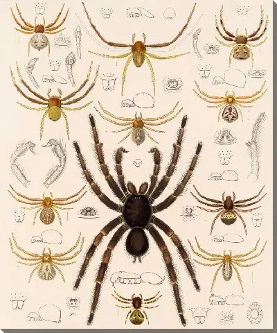 Картина Пауки Арахнида Акаридея (1879-1915) №24