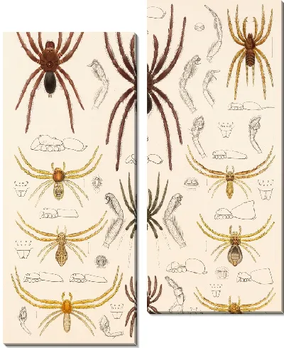 Картина Пауки Арахнида Акаридея (1879-1915) №25