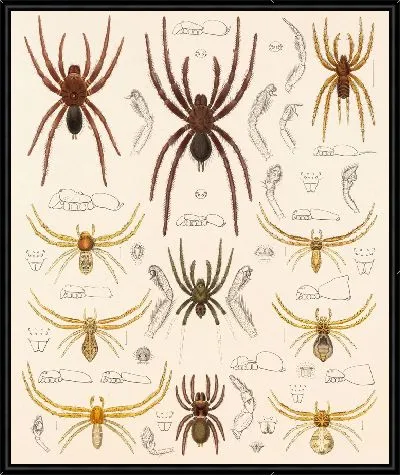 Картина Пауки Арахнида Акаридея (1879-1915) №25