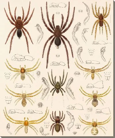 Картина Пауки Арахнида Акаридея (1879-1915) №25