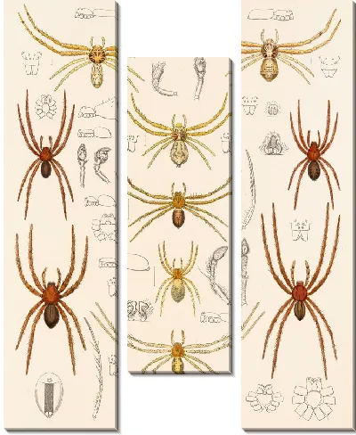 Картина Пауки Арахнида Акаридея (1879-1915) №26