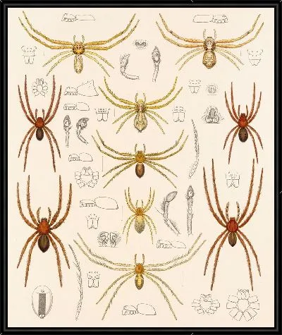 Картина Пауки Арахнида Акаридея (1879-1915) №26