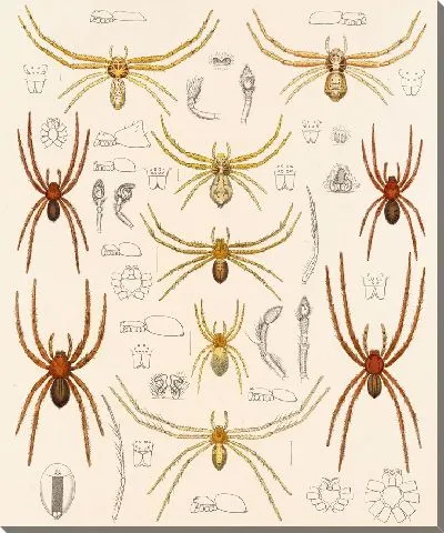Картина Пауки Арахнида Акаридея (1879-1915) №26