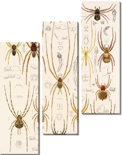 Картина Пауки Арахнида Акаридея (1879-1915) №27