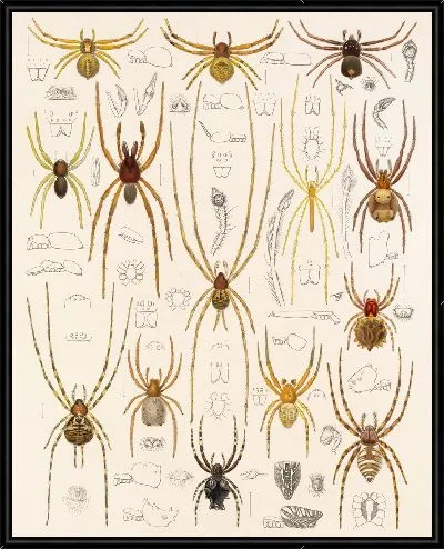 Картина Пауки Арахнида Акаридея (1879-1915) №27