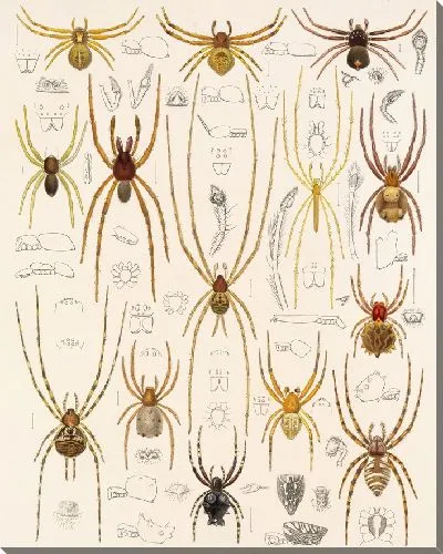 Картина Пауки Арахнида Акаридея (1879-1915) №27