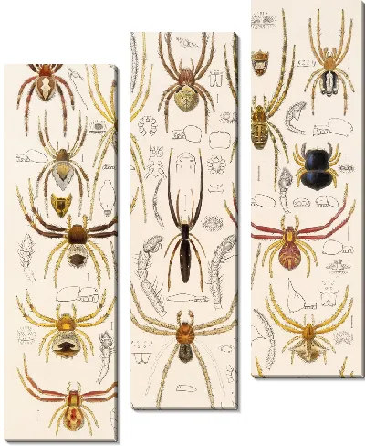 Картина Пауки Арахнида Акаридея (1879-1915) №28