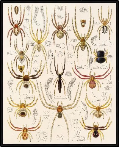 Картина Пауки Арахнида Акаридея (1879-1915) №28